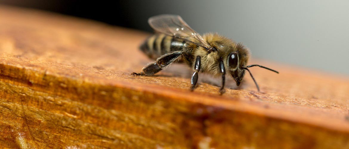 &Kappa;&Alpha;&Tau;&Sigma;&Alpha;&Nu;&Tau;&Omega;&Nu;&Eta;&Sigma; &Mu;&Epsilon;&Lambda;&Iota;