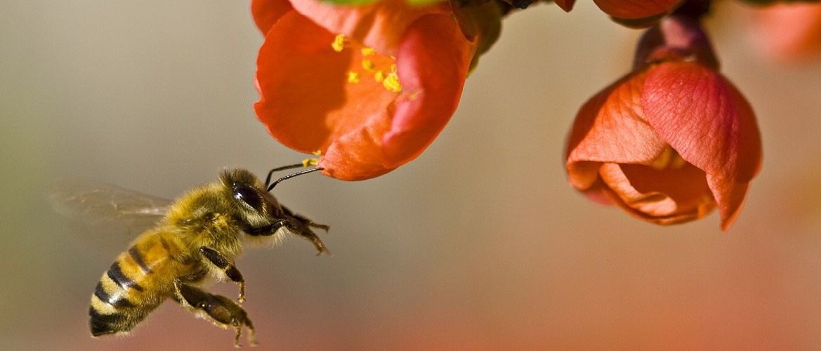 &Kappa;&Alpha;&Tau;&Sigma;&Alpha;&Nu;&Tau;&Omega;&Nu;&Eta;&Sigma; &Mu;&Epsilon;&Lambda;&Iota;
